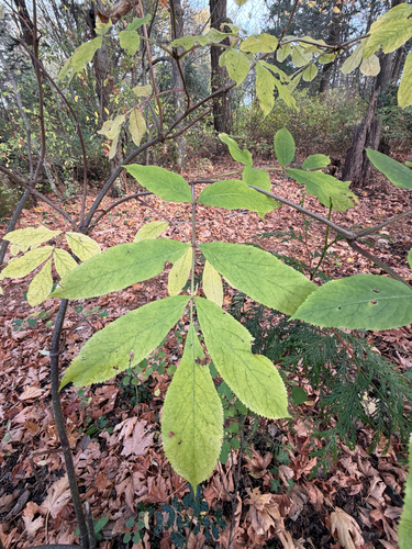 Sambucus racemosa observed 2026-10-27