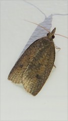 Planotortrix