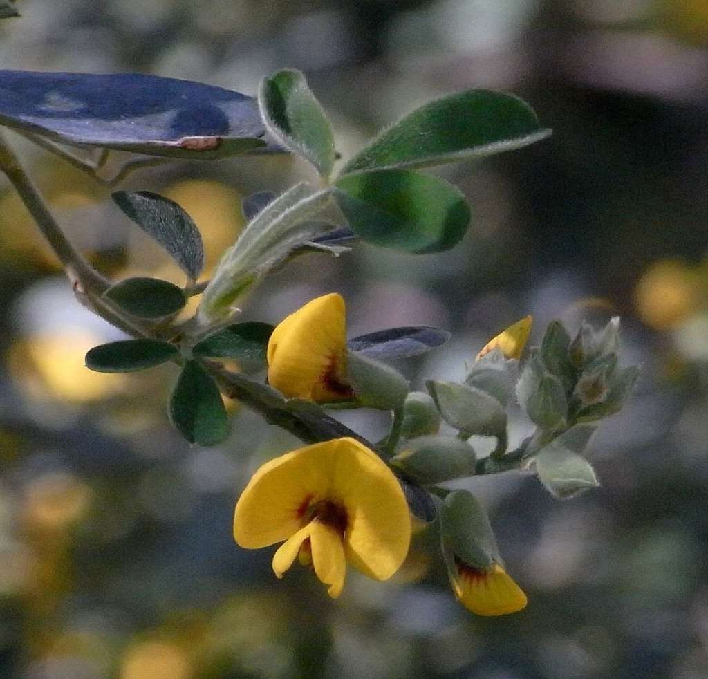 Goodia pubescens