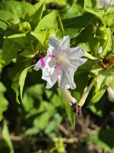 Mirabilis jalapa observed 2026-10-28