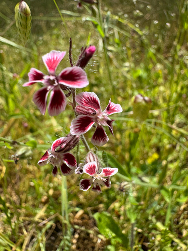 Silene gallica observed 2026-10-26
