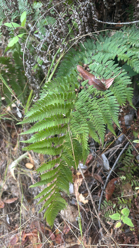 Dryopteris arguta observed 2026-10-27