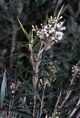 Leucopogon neurophyllus