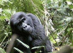 Gorilla beringei