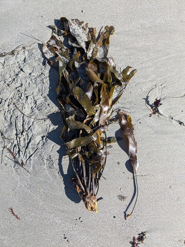 Pterygophora californica observed 2026-10-27