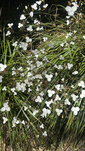 Libertia ixioides observed 2026-10-21