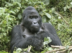 Gorilla beringei
