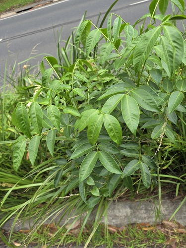 Senna septemtrionalis observed 2026-10-27