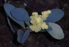 Acacia obliquinervia