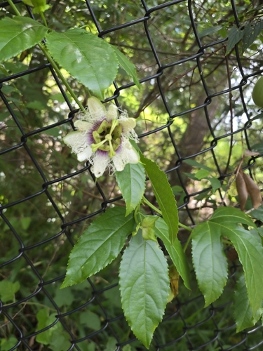 Passiflora observed 2026-10-28