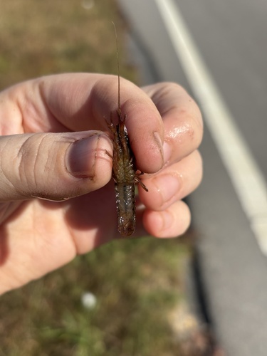 Procambarus clarkii observed 2026-10-27