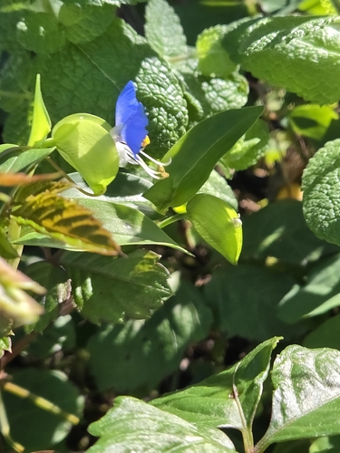 Commelina communis, 2026-10-28
