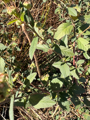 Sida rhombifolia observed 2026-10-26