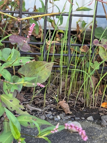 Polygonum observed 2026-10-28