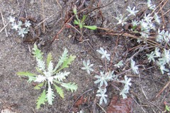Lessingia germanorum