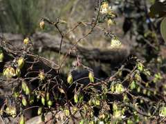 Pimelea pagophila