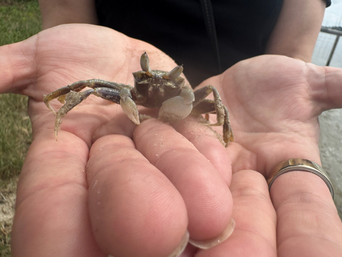 Ocypode ceratophthalmus observed 2026-10-28