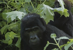 Gorilla beringei