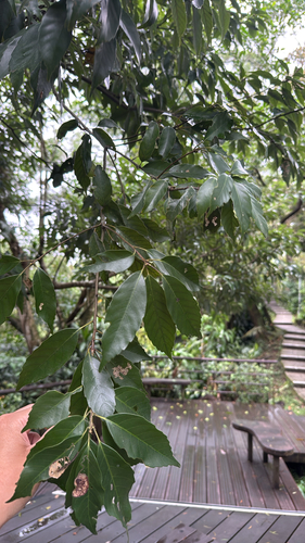 Quercus observed 2026-10-28