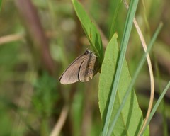 Neonympha areolatus