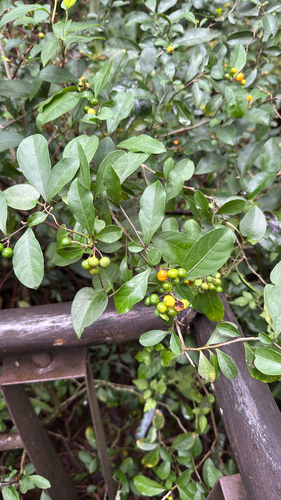 Solanum observed 2026-10-28