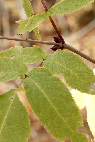 Sambucus racemosa observed 2026-10-26
