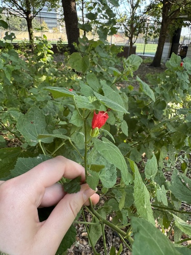 Hibiscus observed 2026-10-27