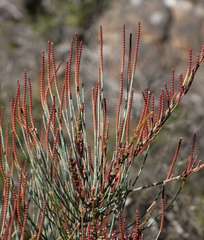 Allocasuarina grampiana