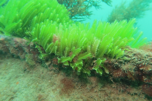 Caulerpa observed 2026-10-27