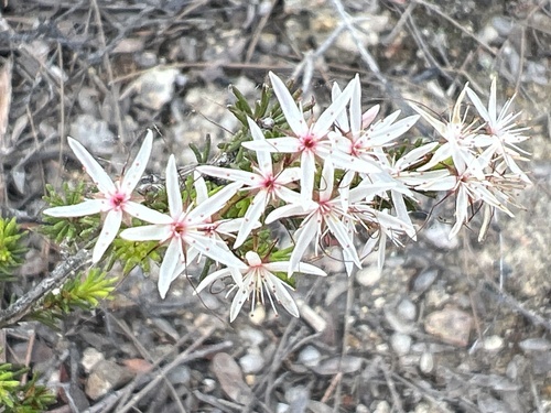 Calytrix tetragona observed 2026-10-28