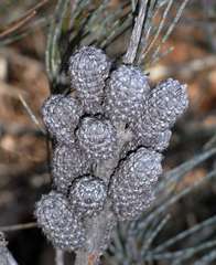 Allocasuarina grampiana