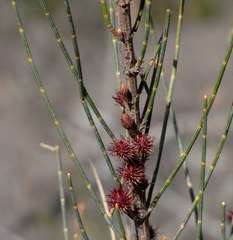 Allocasuarina grampiana