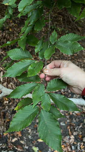 Fagus grandifolia observed 2026-10-26