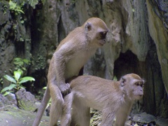 Macaca fascicularis