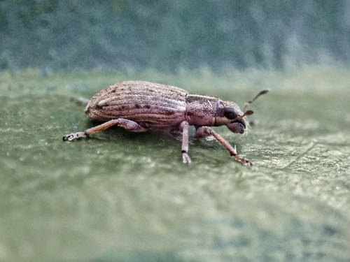 Sitona observed 2026-10-28