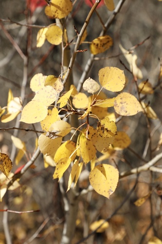 Populus tremuloides observed 2026-10-26