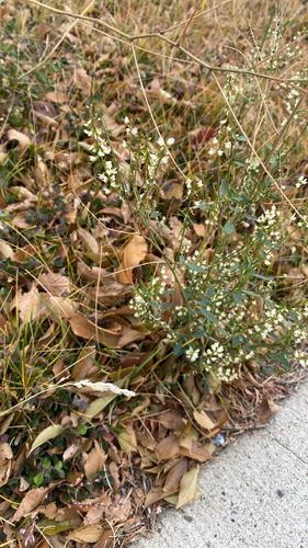Melilotus albus observed 2026-10-27