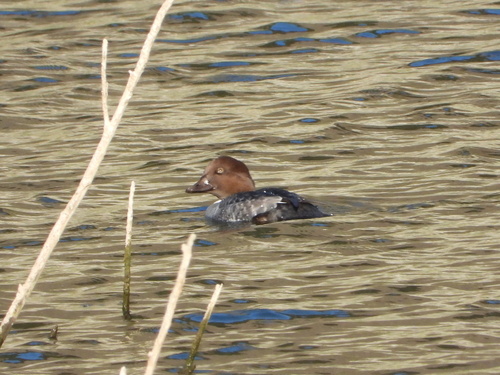 Bucephala clangula, 2026-10-27