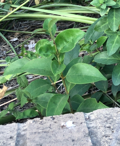 Ligustrum lucidum observed 2026-10-27