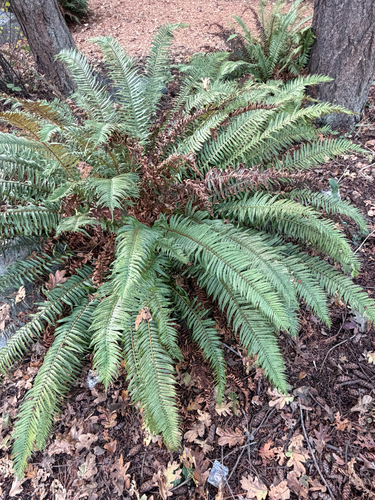 Polystichum observed 2026-10-27