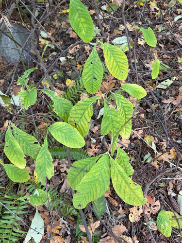 Oemleria cerasiformis, 2026-10-27