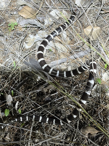 Vermicella annulata, 2026-10-27