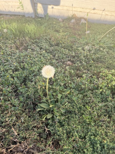 Taraxacum officinale observed 2026-10-27