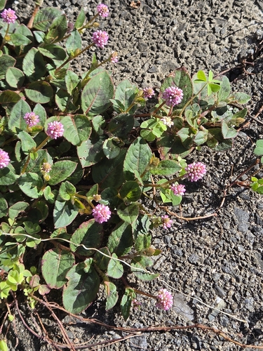 Polygonum observed 2026-10-28