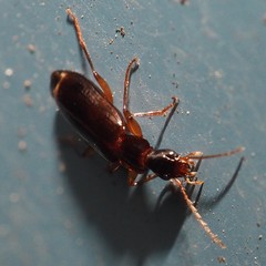 Cymindis