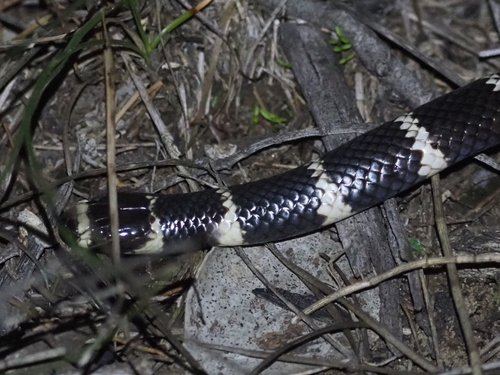 Vermicella annulata, 2026-10-27