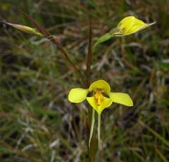 Diuris behrii