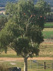 Alisterus scapularis