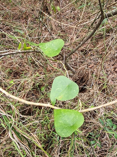 Stephania japonica observed 2026-10-28