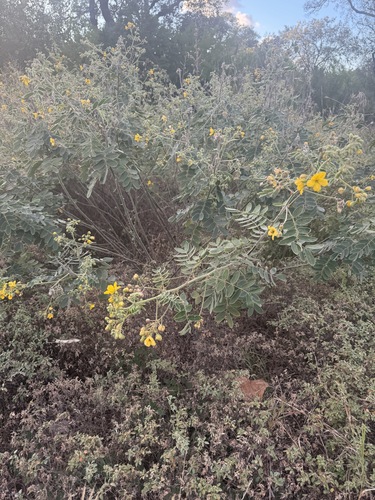 Cassia observed 2026-10-27